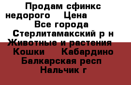 Продам сфинкс недорого  › Цена ­ 1 000 - Все города, Стерлитамакский р-н Животные и растения » Кошки   . Кабардино-Балкарская респ.,Нальчик г.